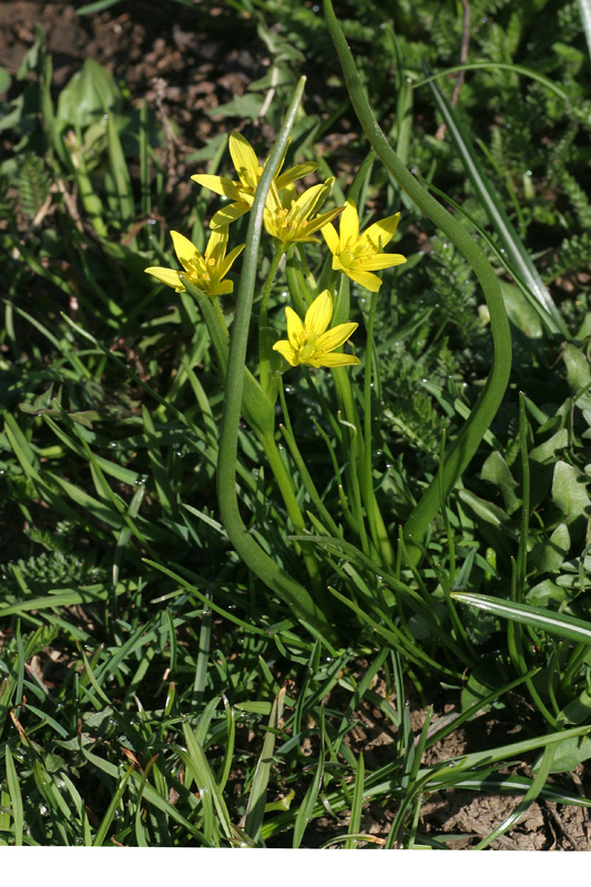 Gagea fragifera / Gagea fistolosa